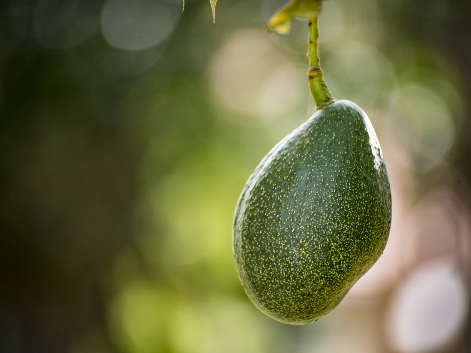 Noticias Avobook – El círculo virtuoso de la palta